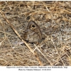 hipparchia statilinus daghestan male c